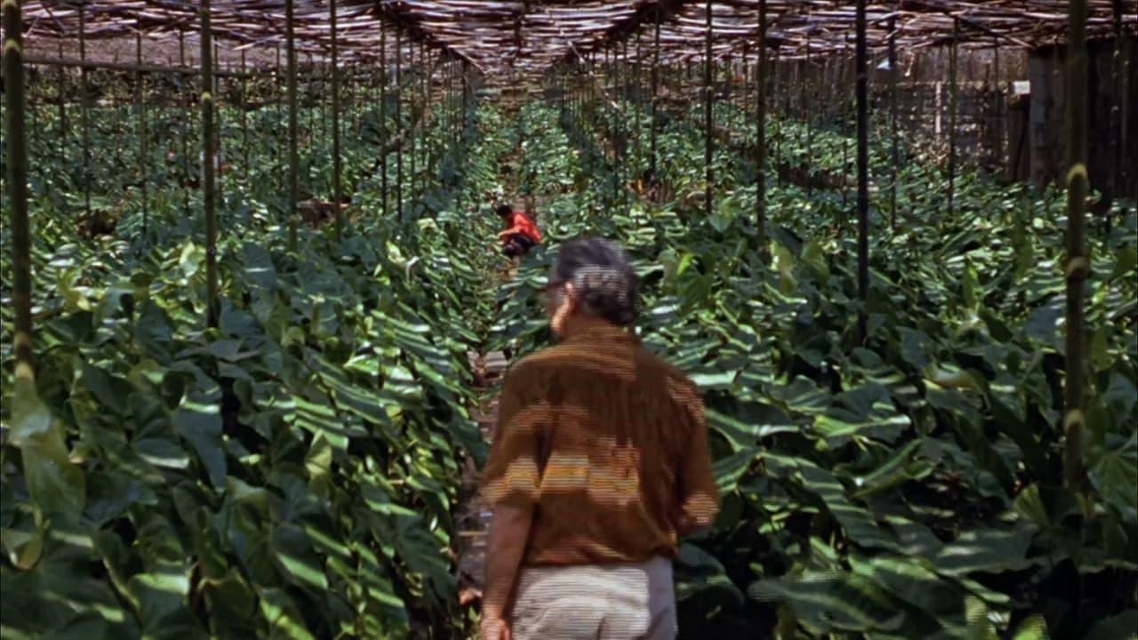 Landscape Film, Roberto Burle Marx backdrop