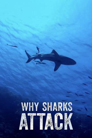 Why Sharks Attack poster