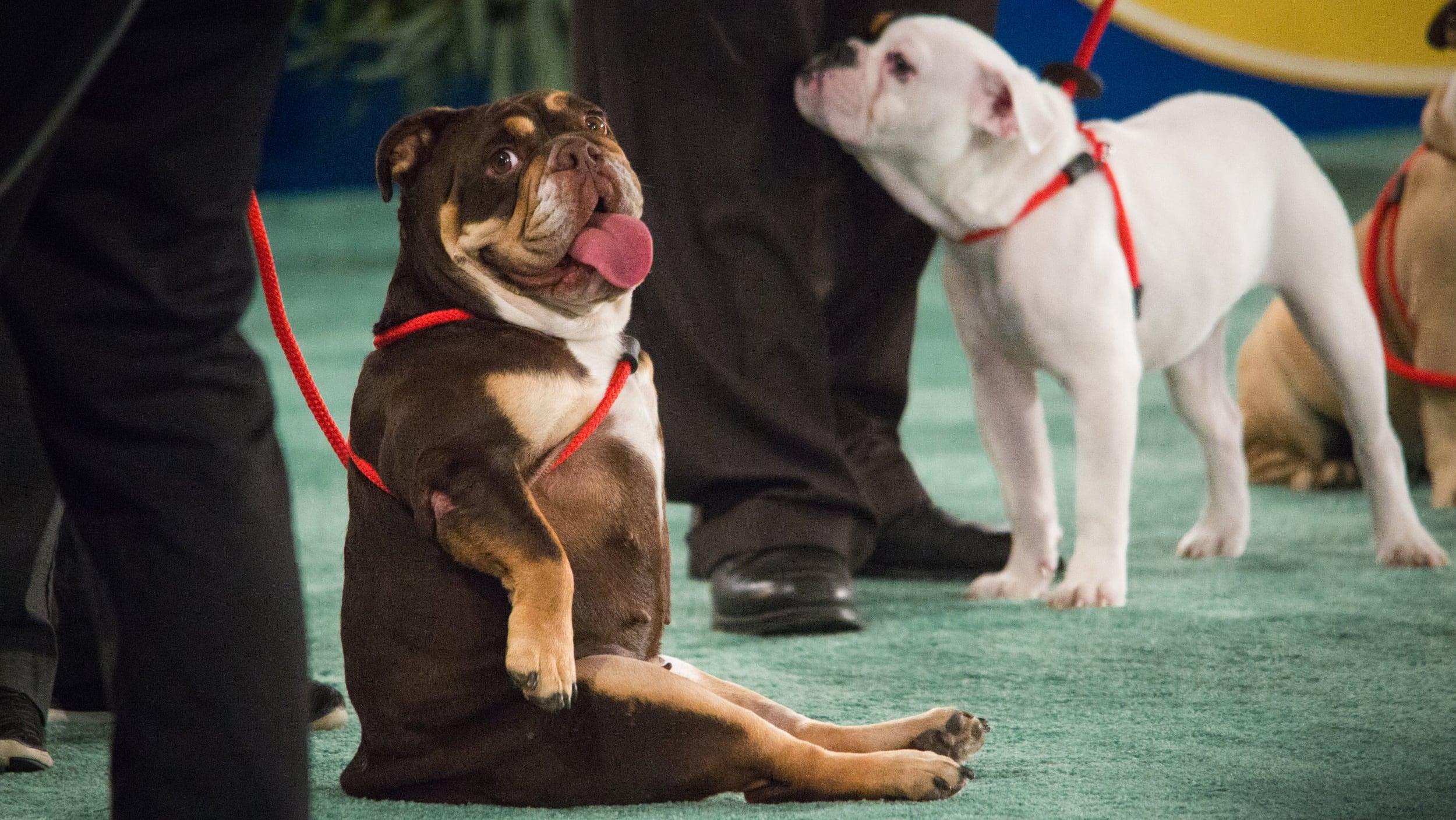 The 2018 American Rescue Dog Show backdrop