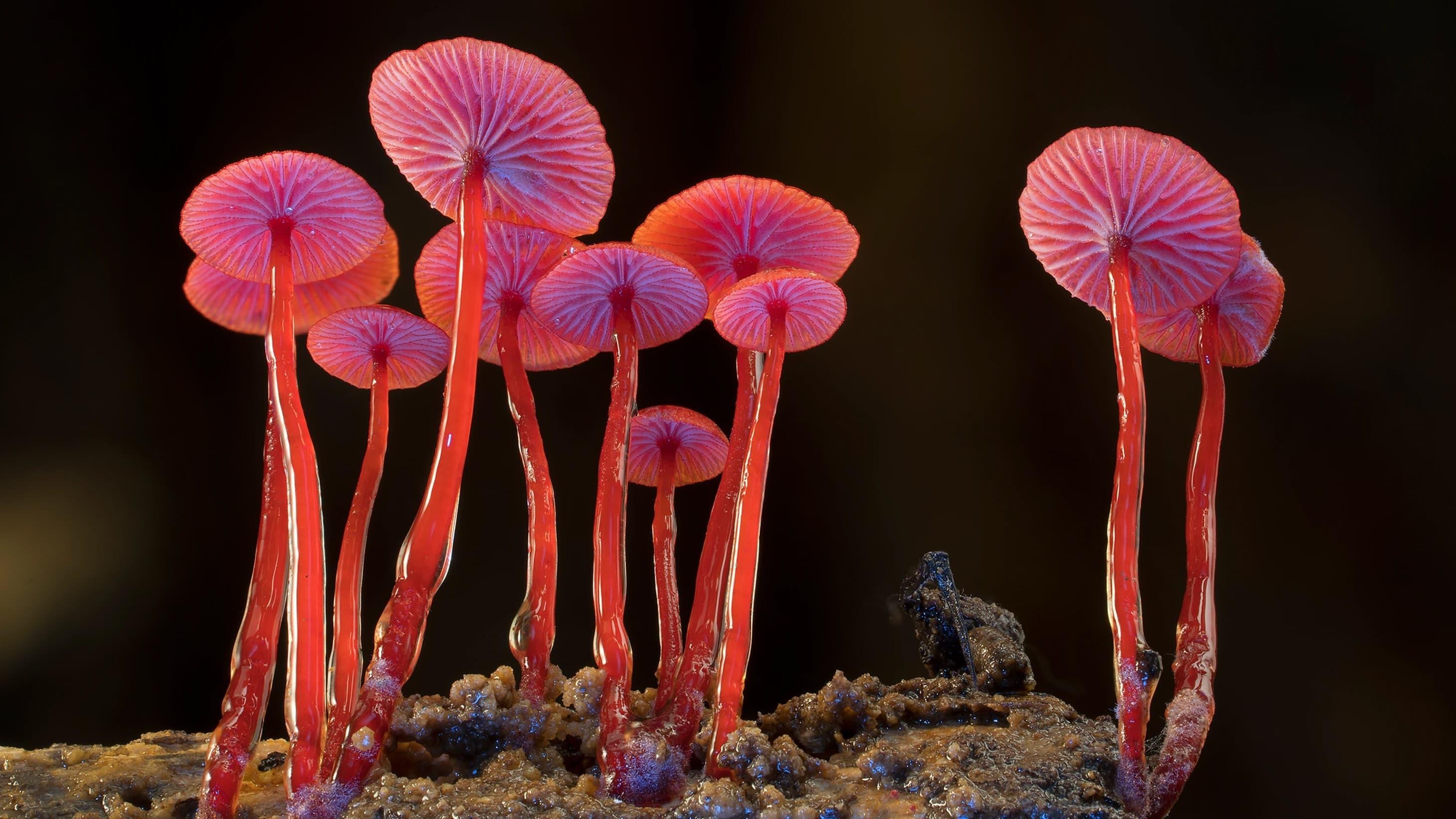 Fungi: The Web of Life backdrop
