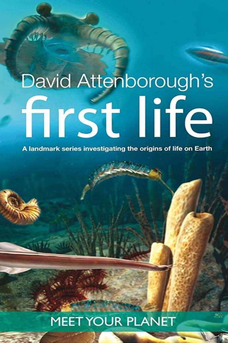 First Life poster