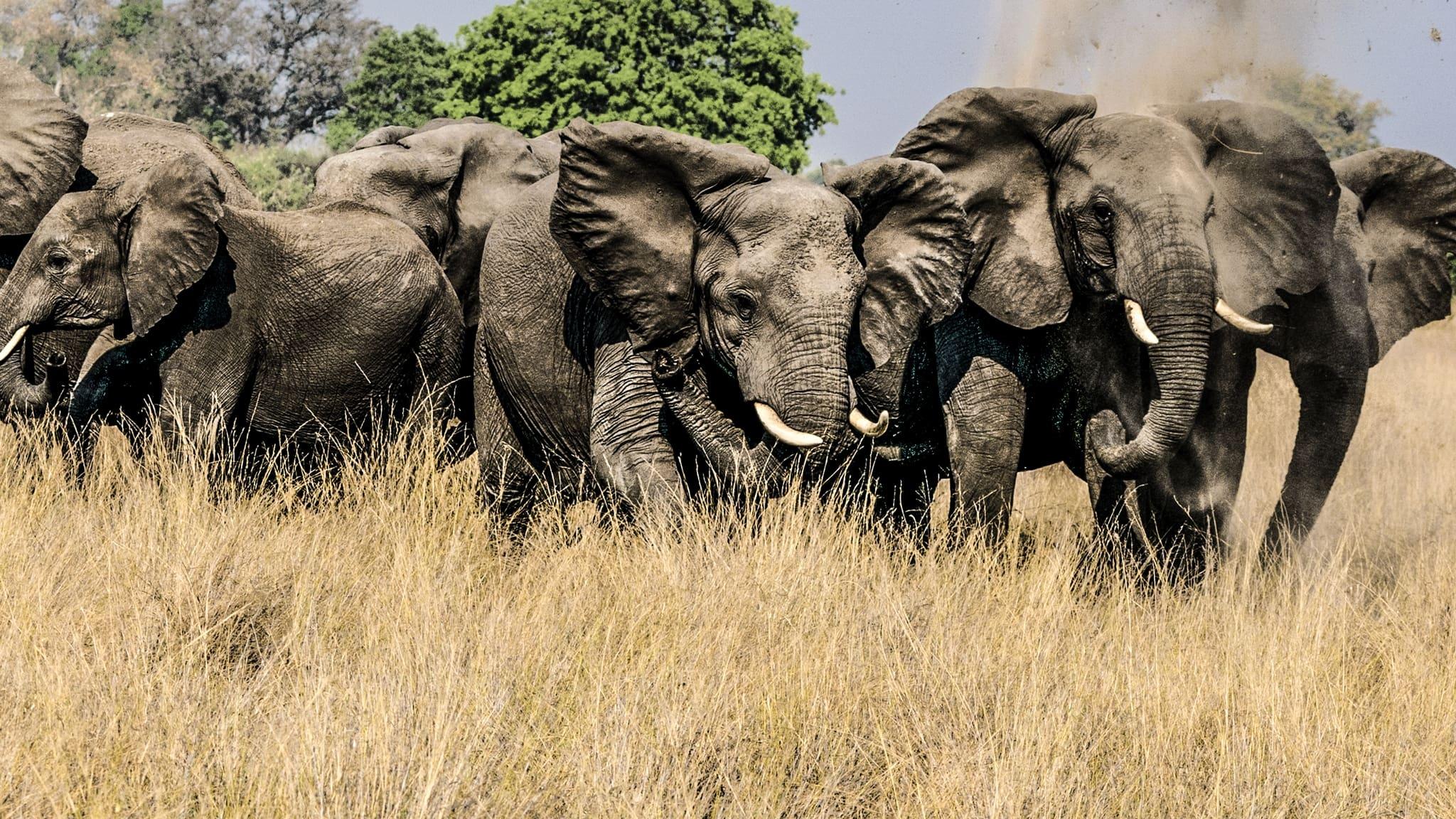 Okavango: River of Dreams - Director's Cut backdrop