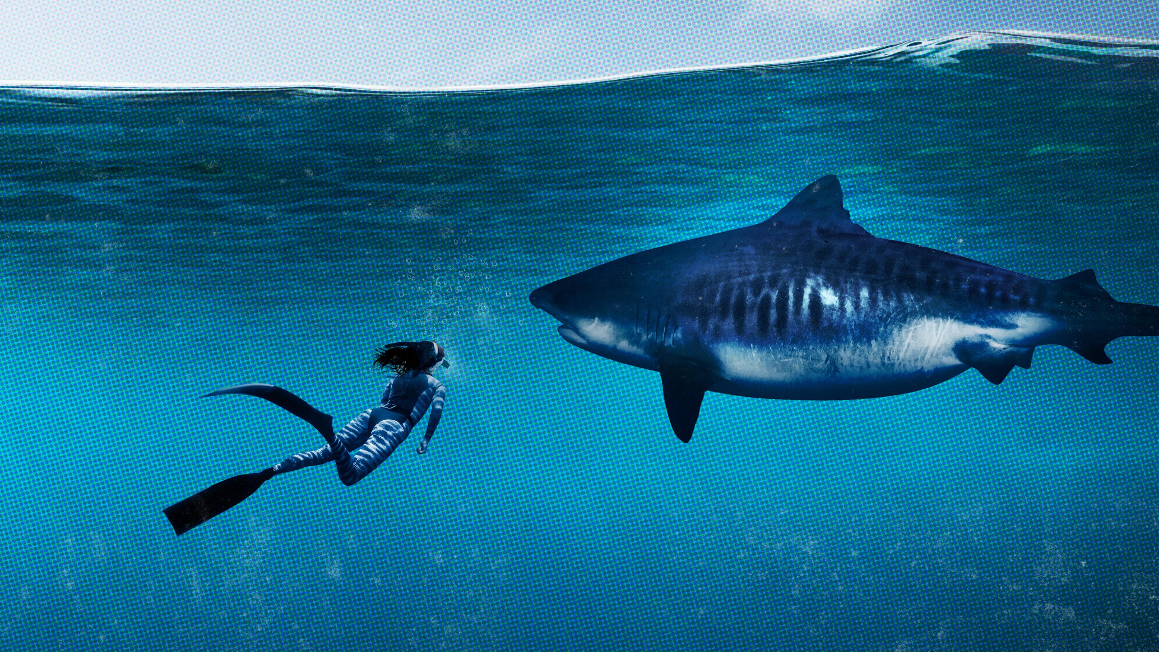 World's Biggest Tiger Shark backdrop