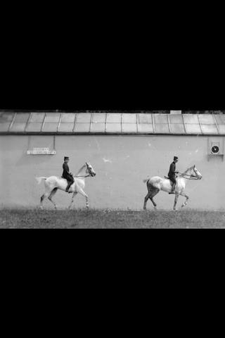 Cheval Monté, Deux Chevaux Bais Se Suivant au Pas poster