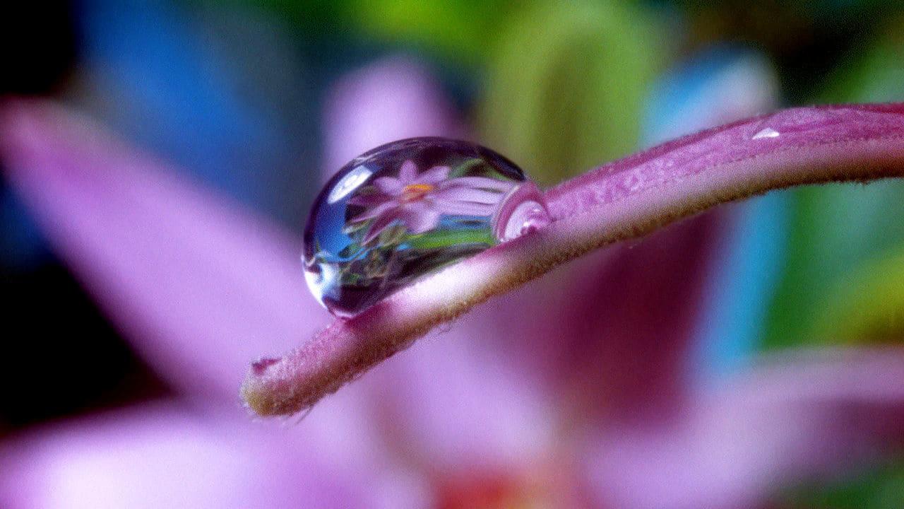 Moving Art: Flowers backdrop