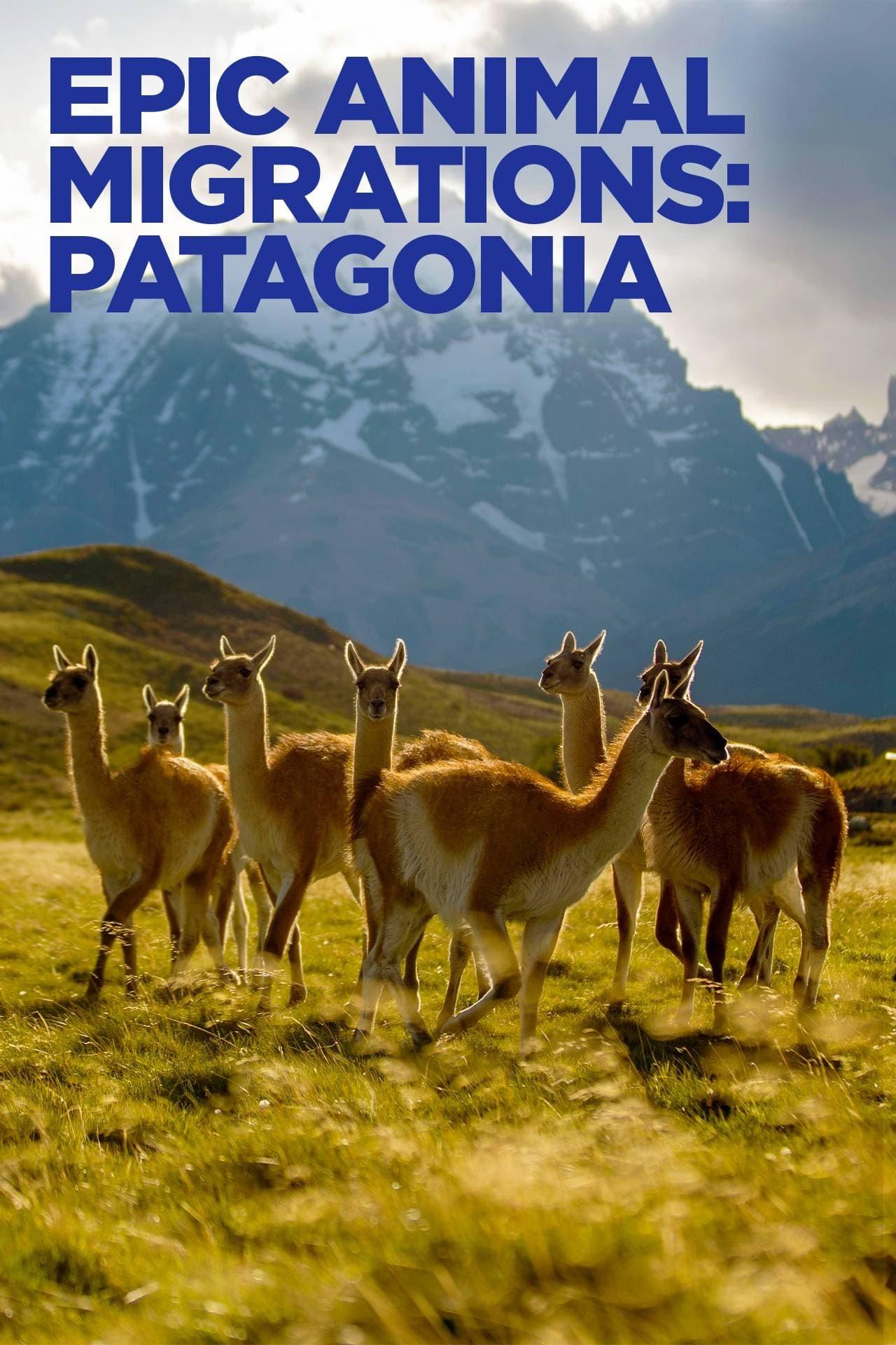 Epic Animal Migrations: Patagonia poster