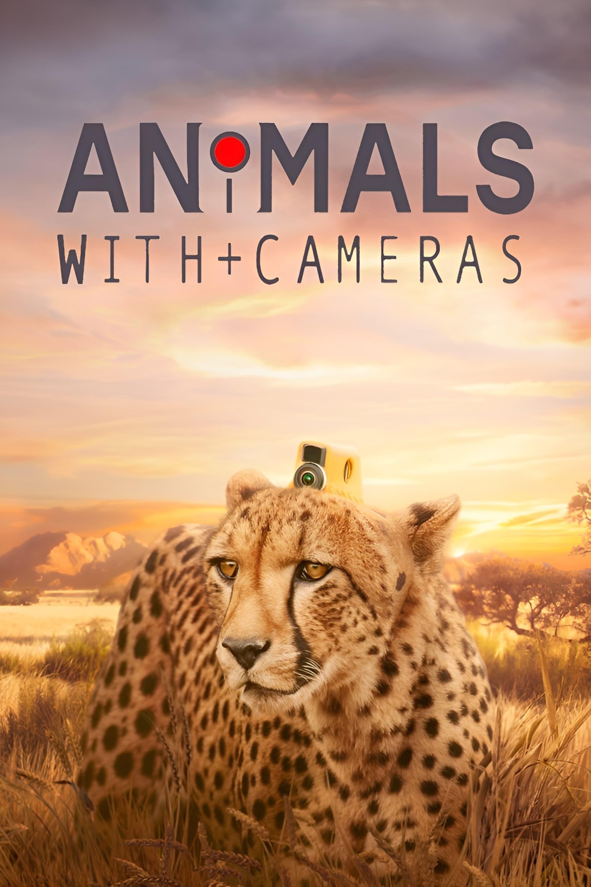 Animals with Cameras poster