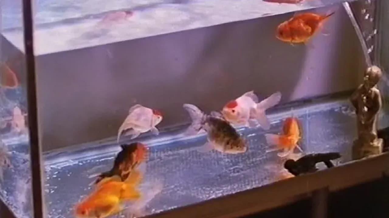 Goldfish backdrop