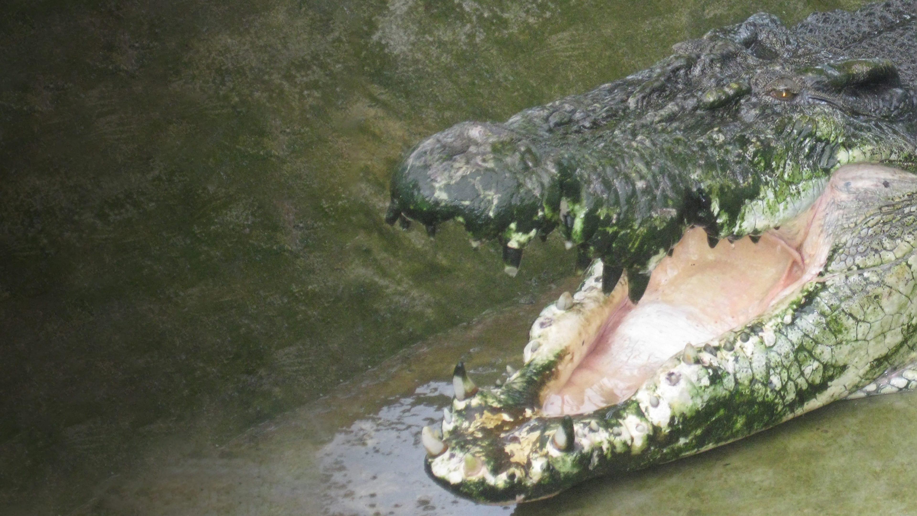 Man-Eating Super Croc backdrop