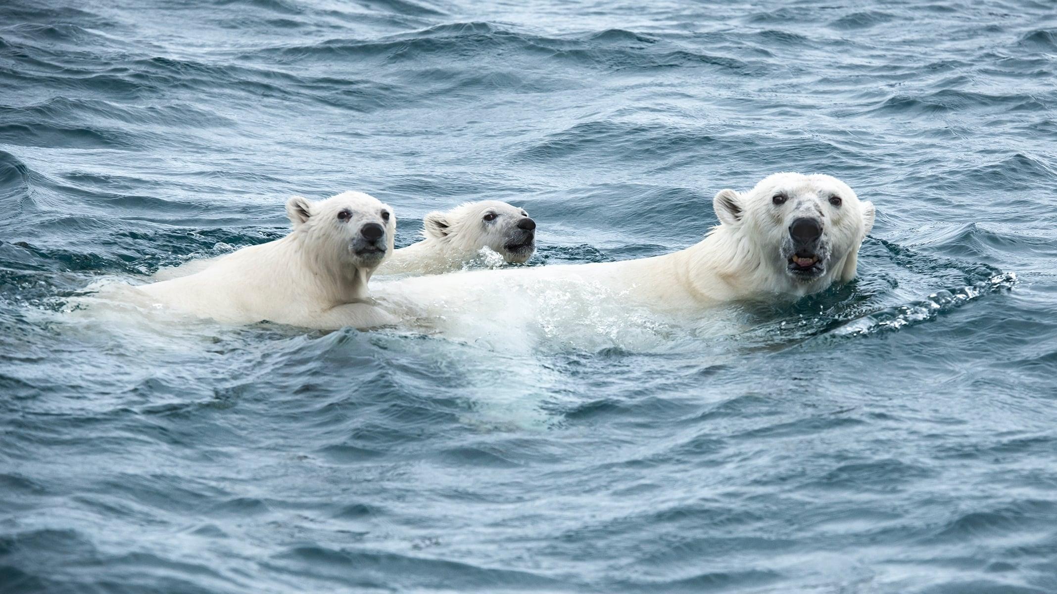 Under Thin Ice backdrop