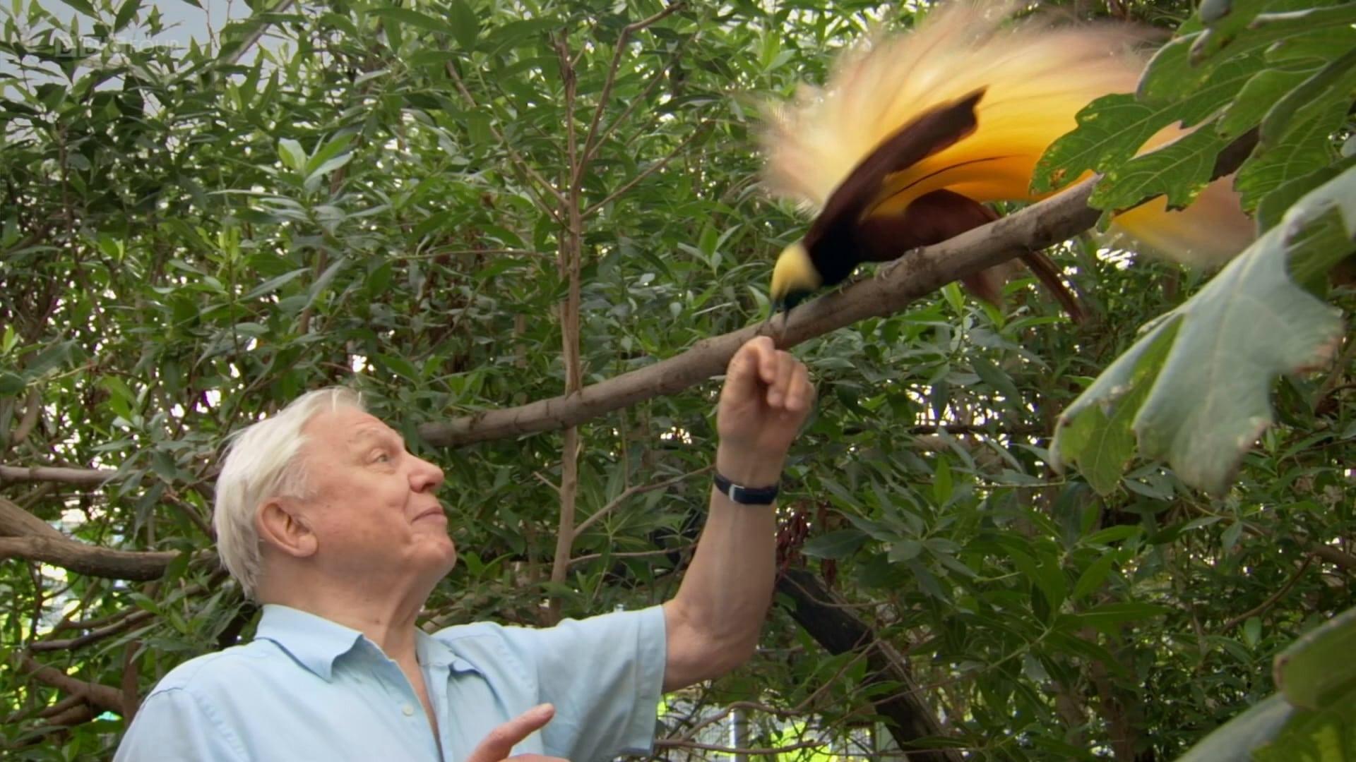 Attenborough's Paradise Birds backdrop