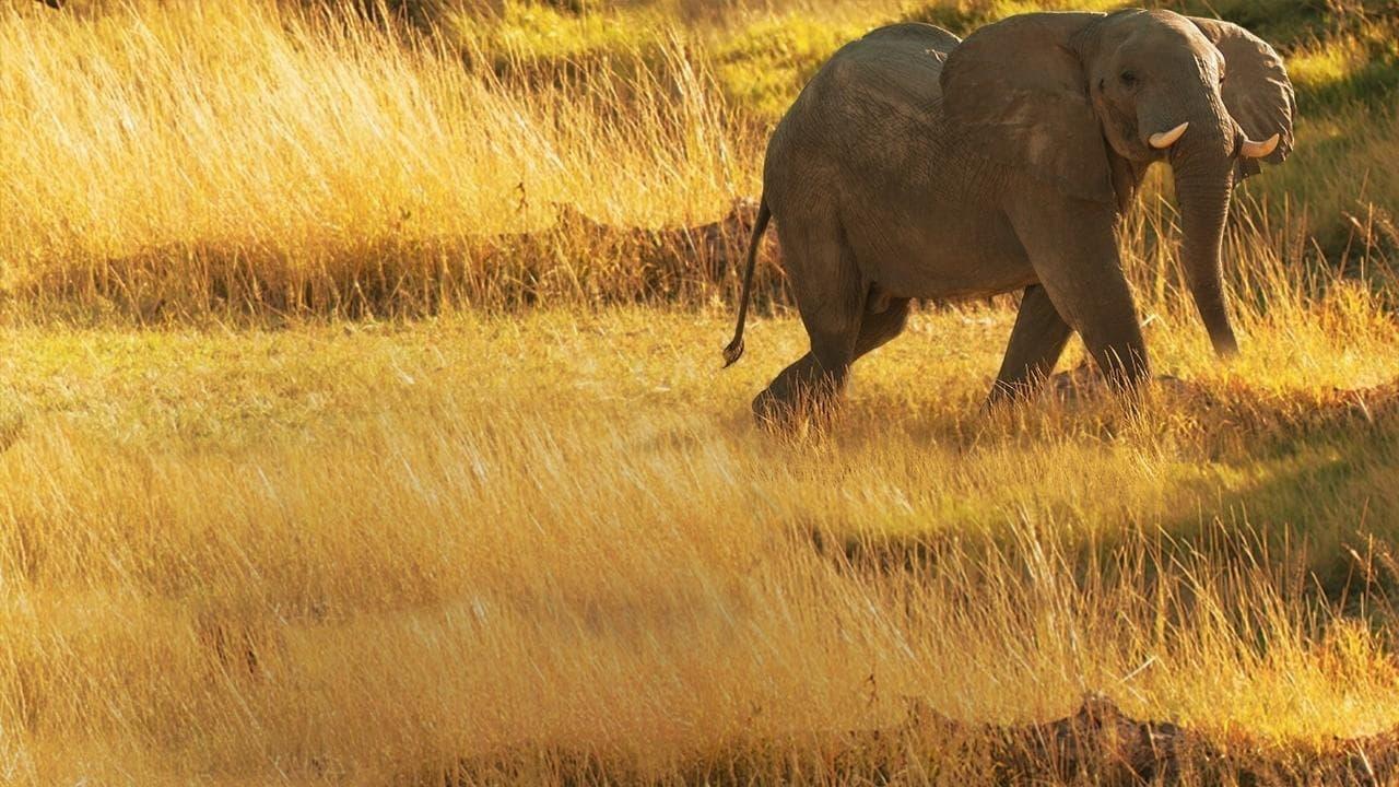 Elephant Queen backdrop