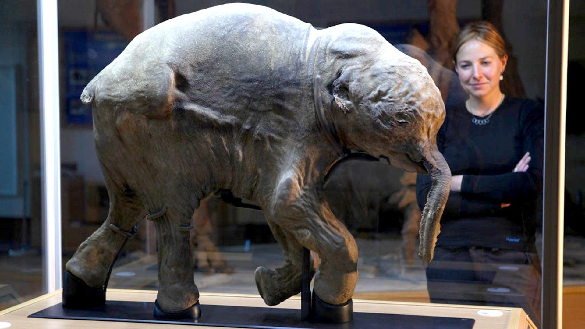 Woolly Mammoth: Secrets from the Ice backdrop