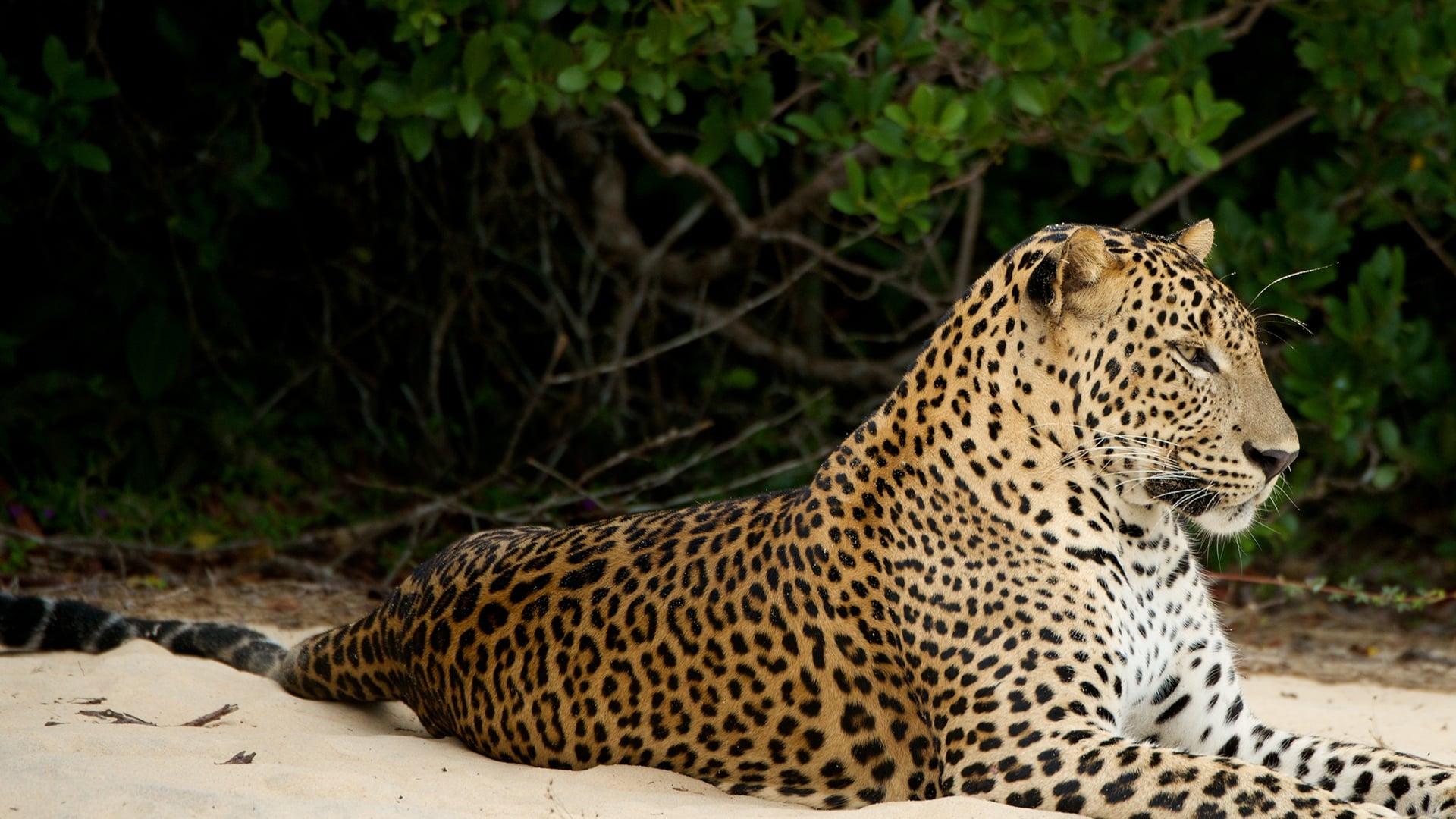 Wild Sri Lanka backdrop