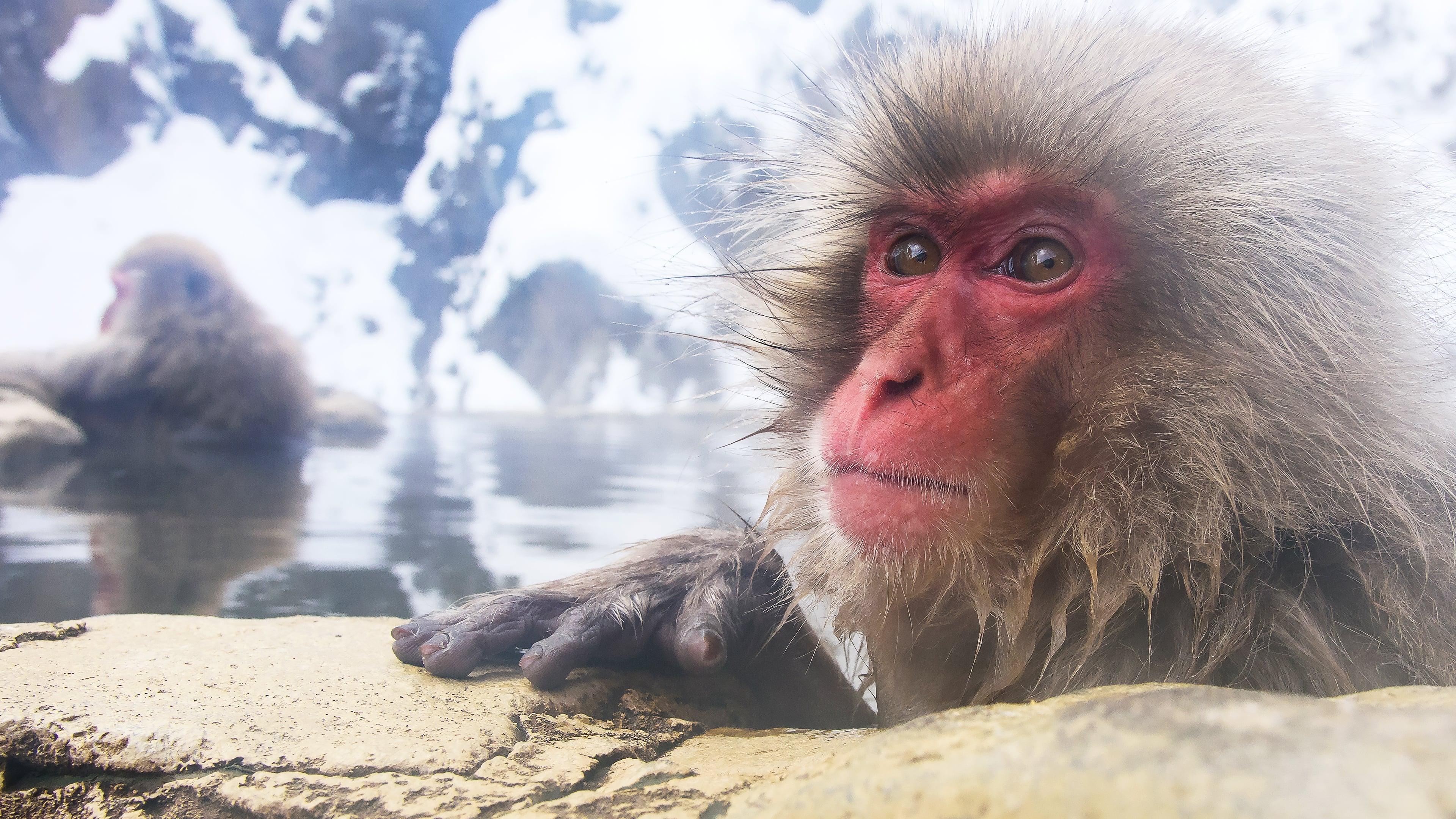 Wild Japan: Snow Monkeys backdrop