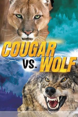 Cougar v. Wolf poster