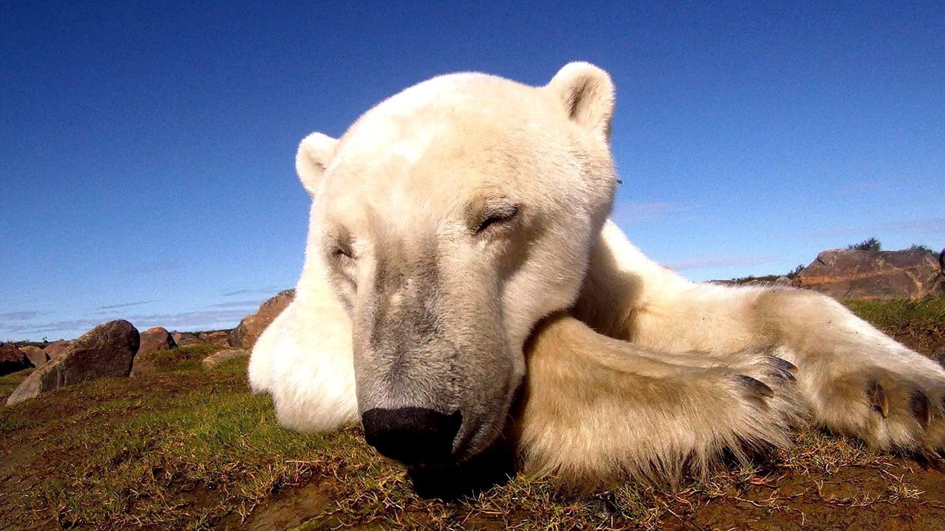 Polar Bears: Ice Bear backdrop