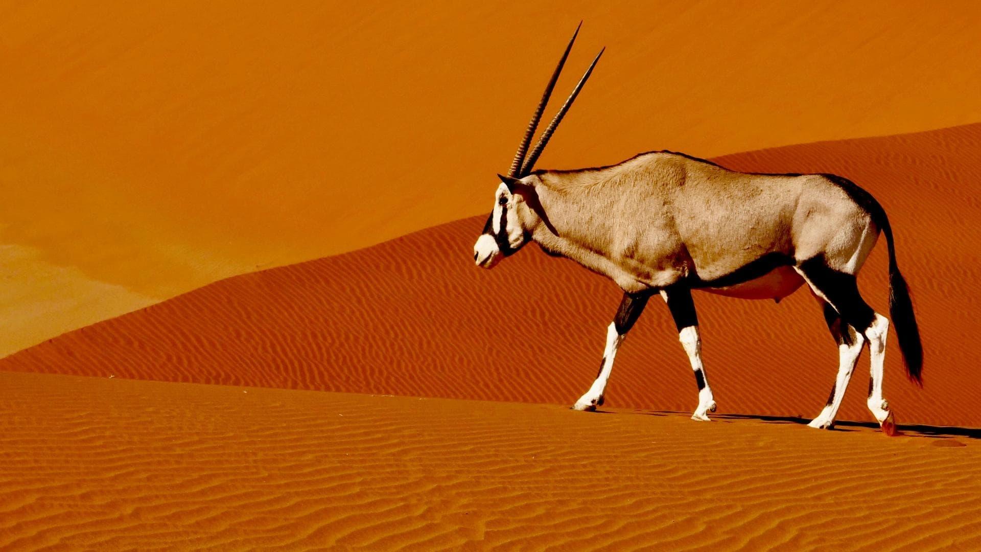 Namibia's Natural Wonders backdrop