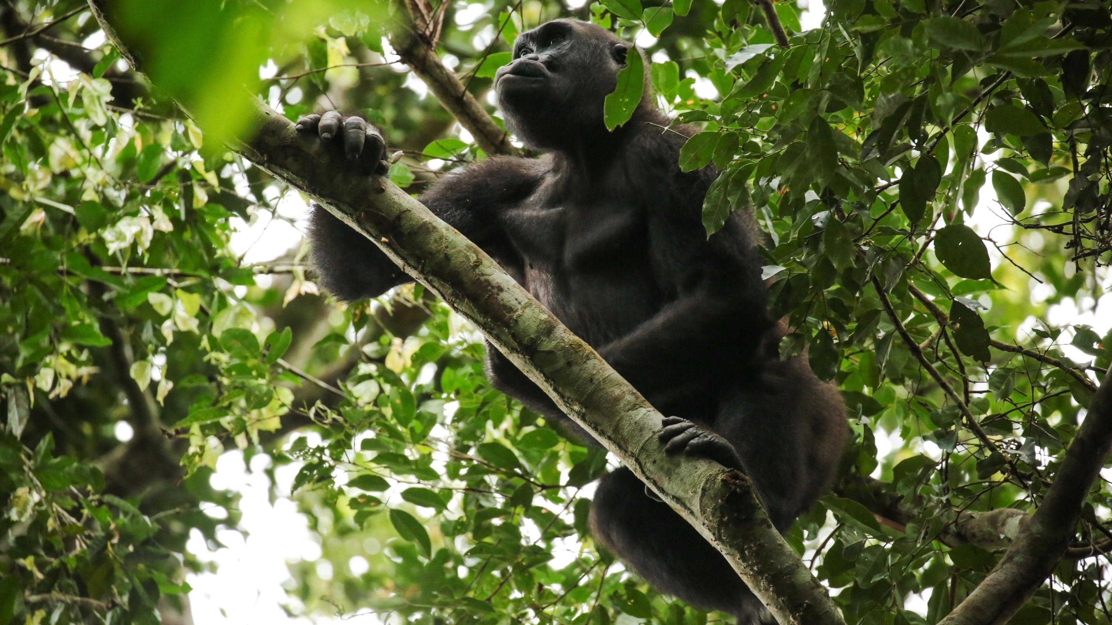 Gorillas of Gabon backdrop