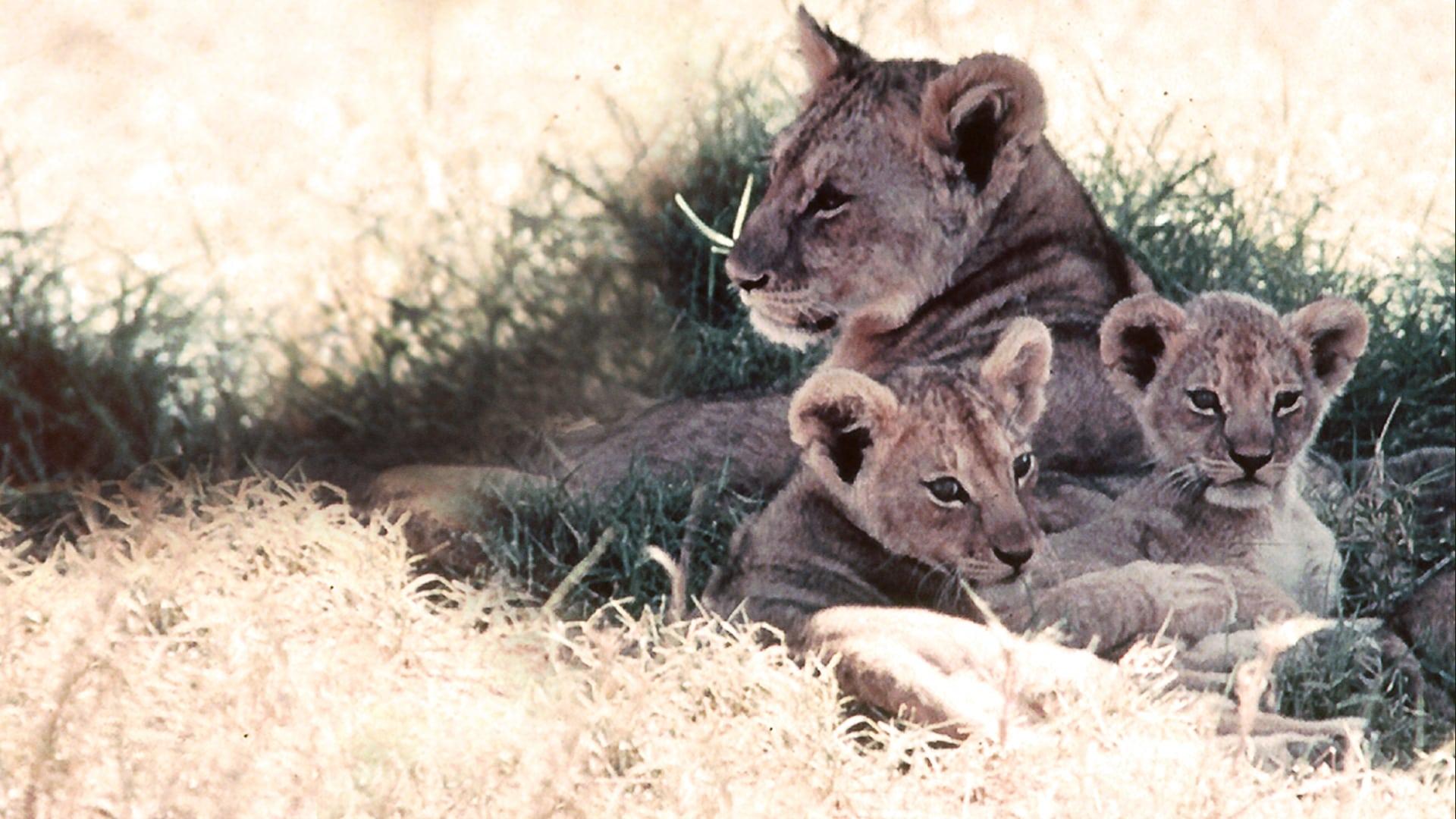 The African Lion backdrop