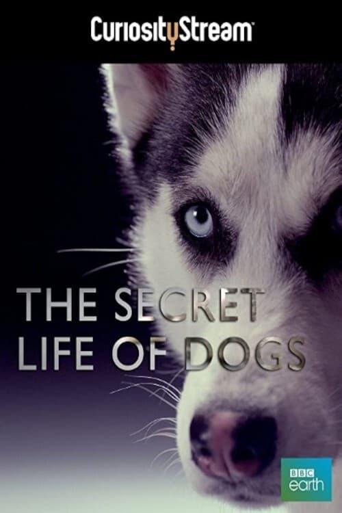 The Secret Life of Dogs poster