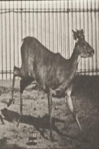 Virginia Deer, Buck, Galloping poster