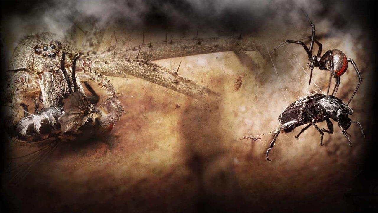 Monster Bug Wars backdrop
