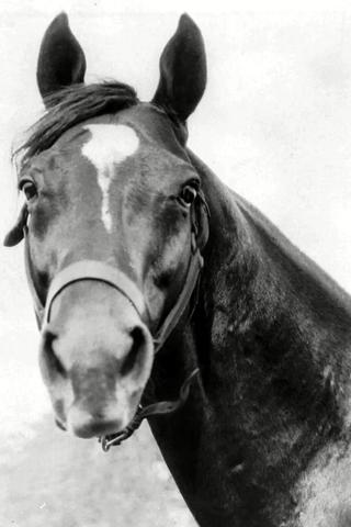 Man o' War pic