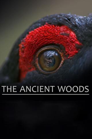 The Ancient Woods poster