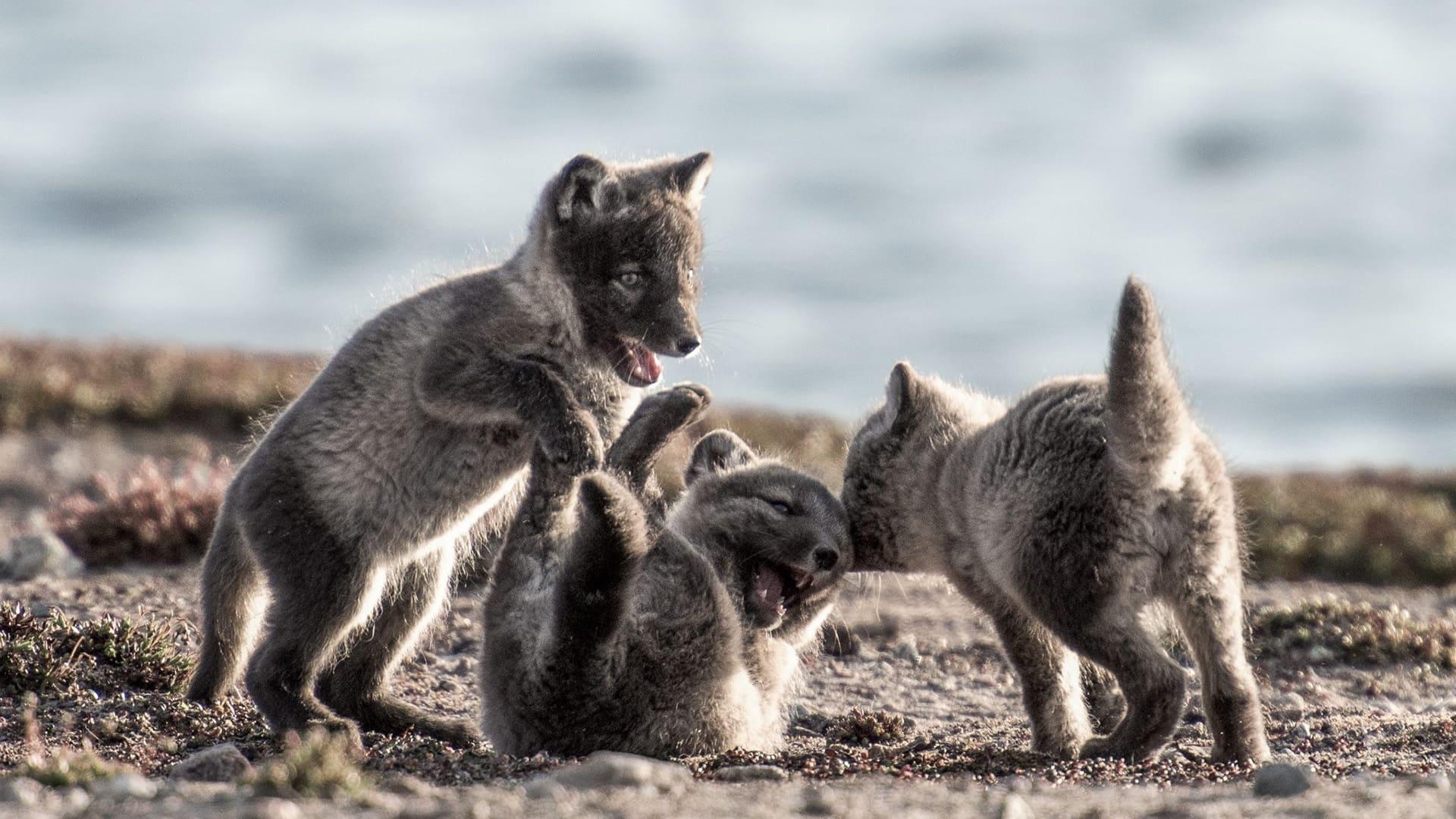 Canada: Surviving the Wild North backdrop