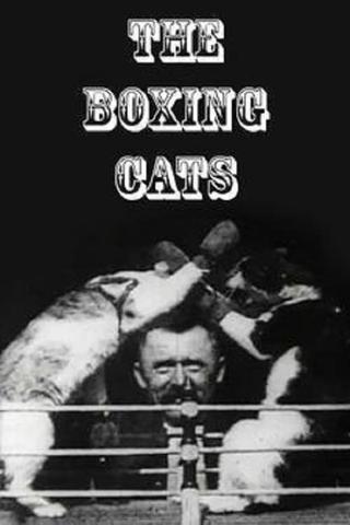 The Boxing Cats poster