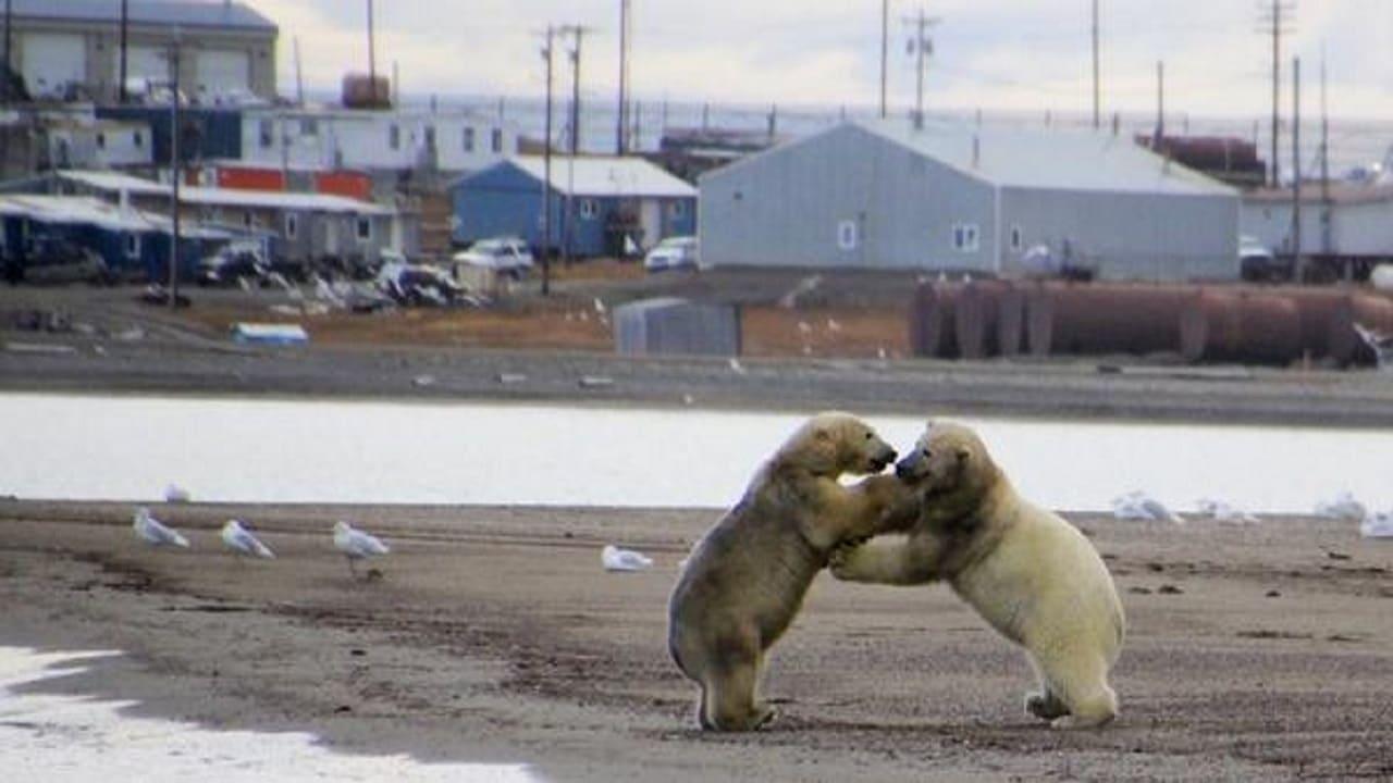 The Great Polar Bear Feast backdrop