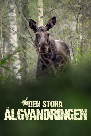 Den stora älgvandringen poster