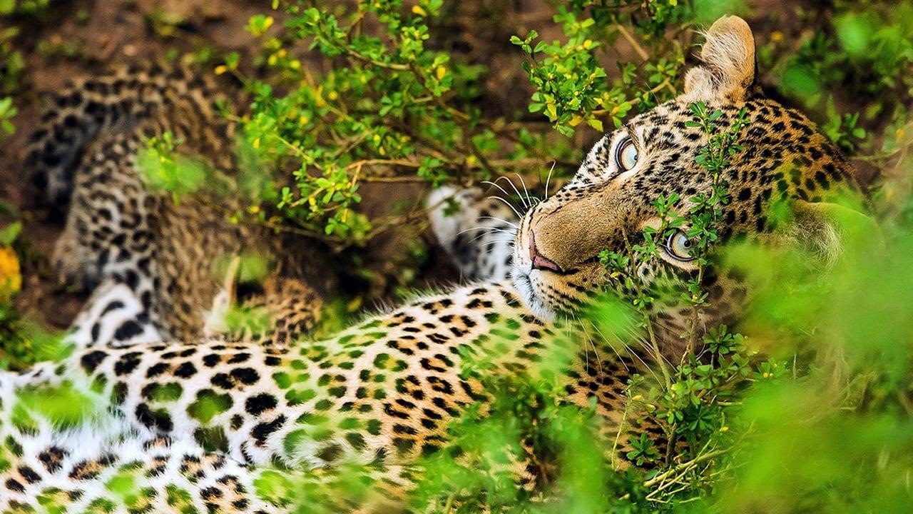 The Leopardess backdrop