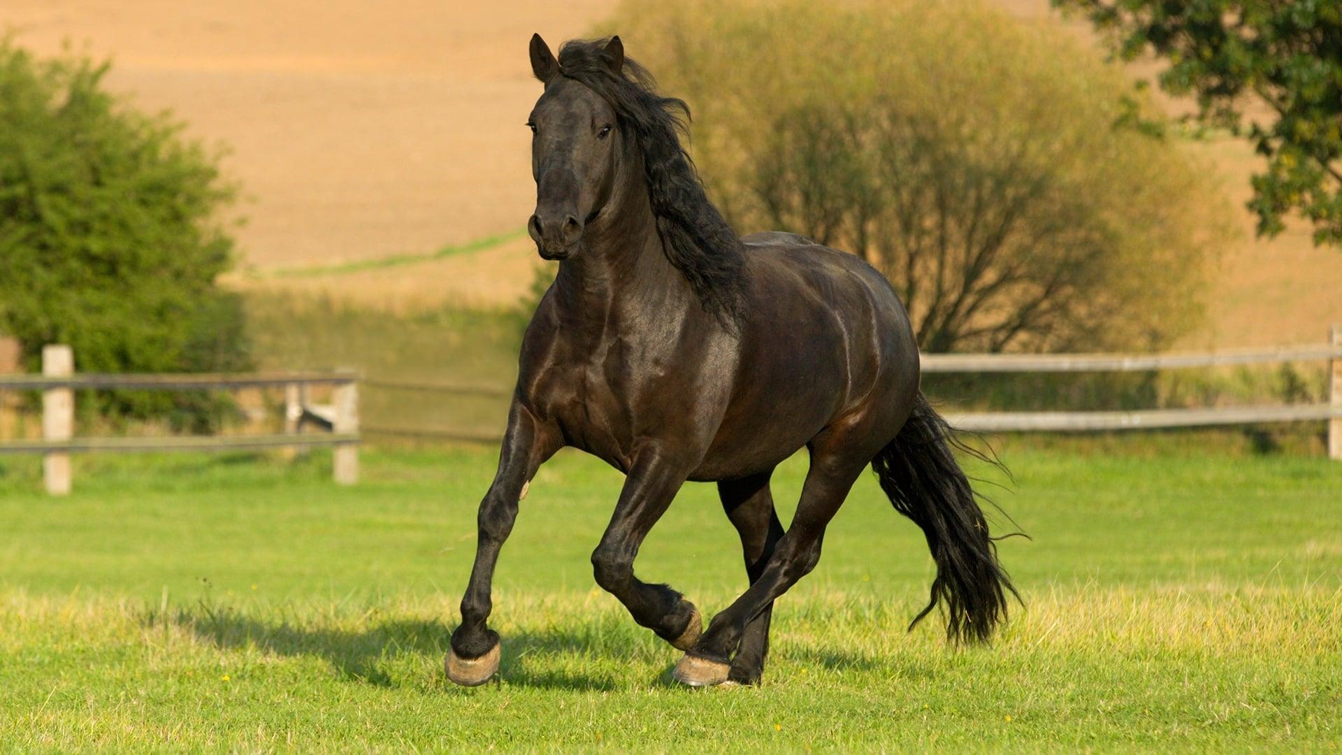 The Adventures of Black Beauty backdrop