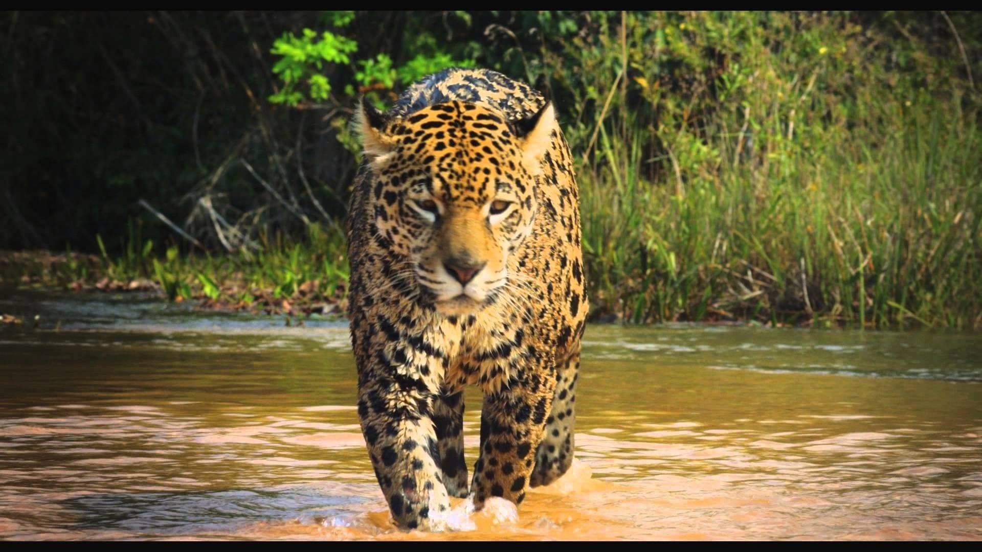 Colombia: Wild Magic backdrop