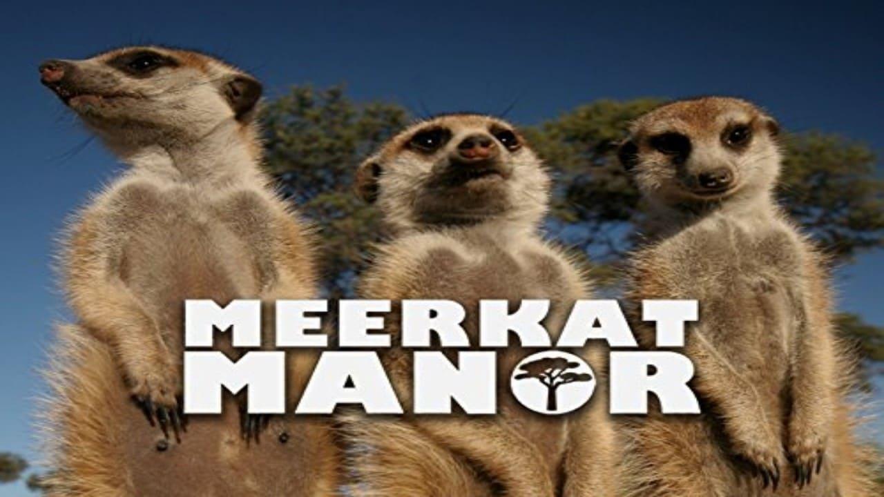 Meerkat Manor backdrop