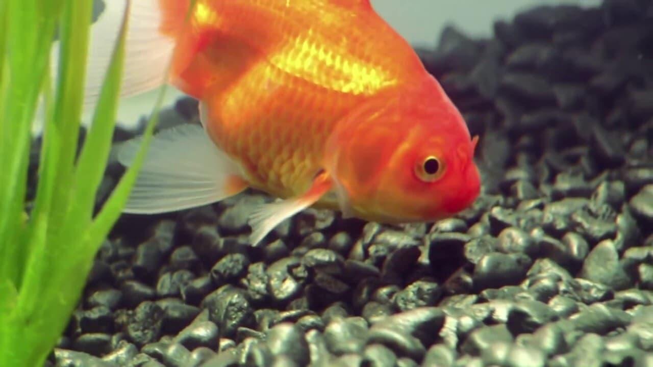 Goldfish backdrop