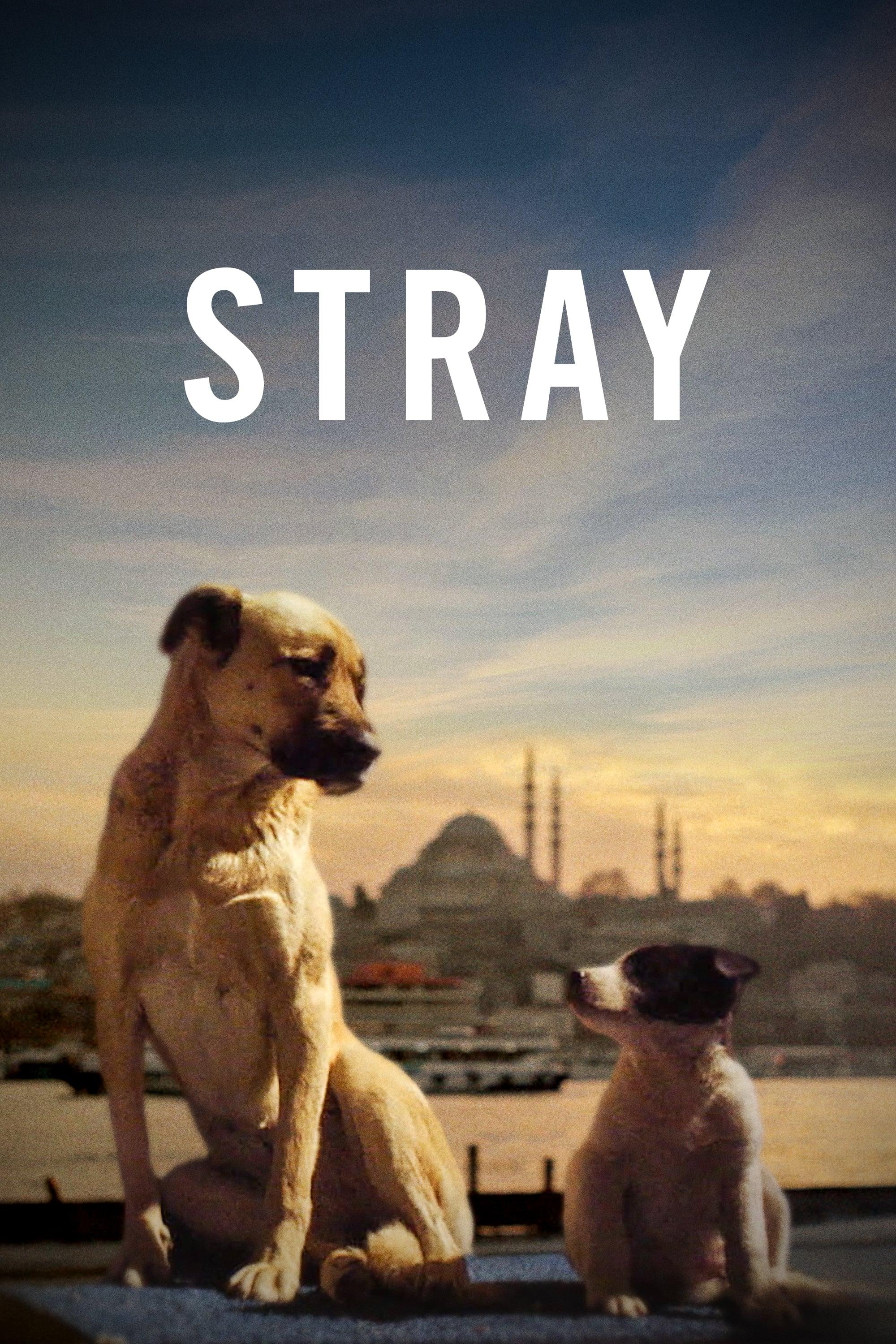 Stray poster