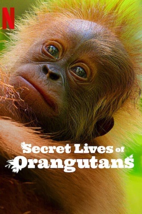 Secret Lives of Orangutans poster