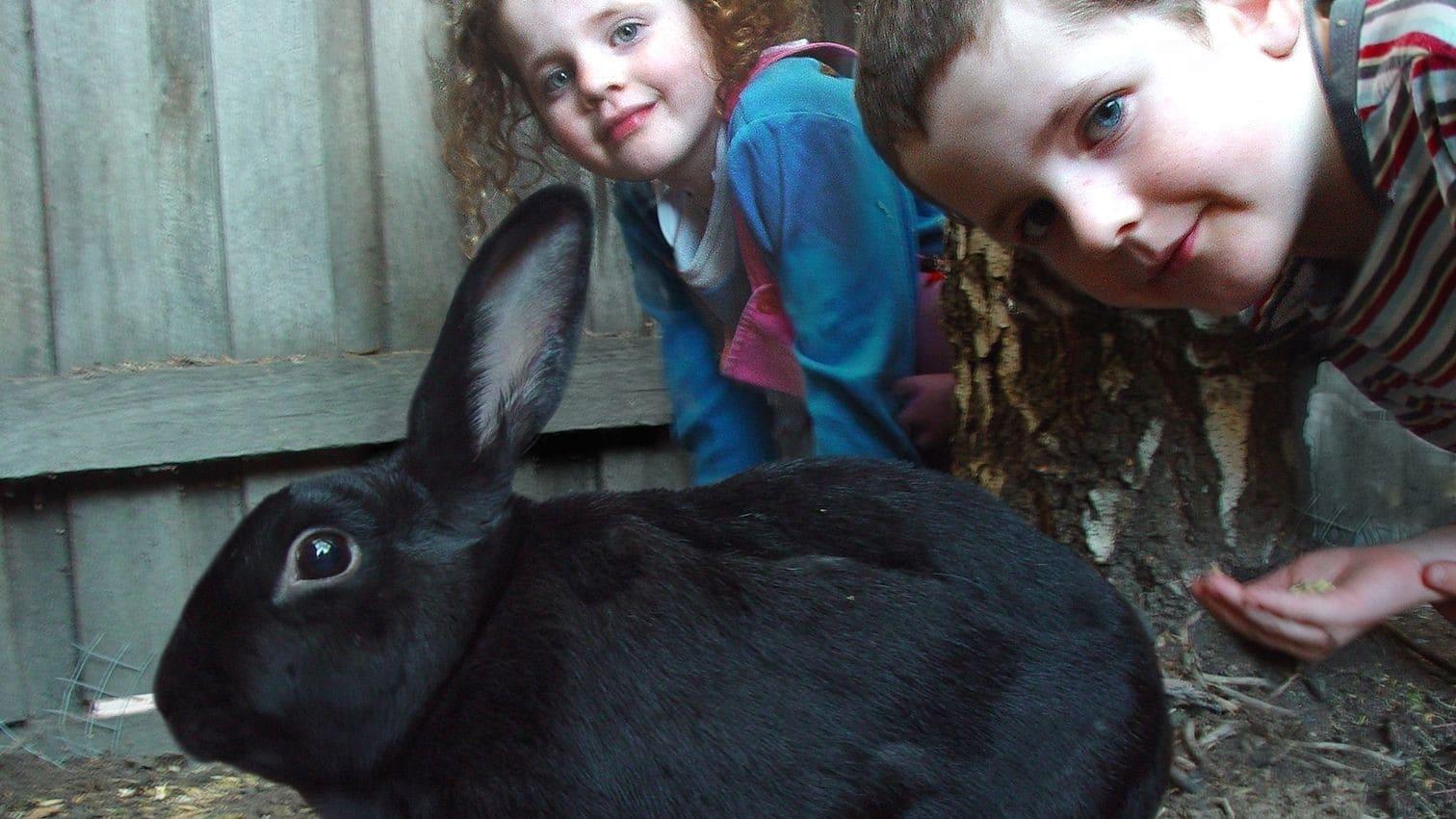 My Rabit Hoppy backdrop