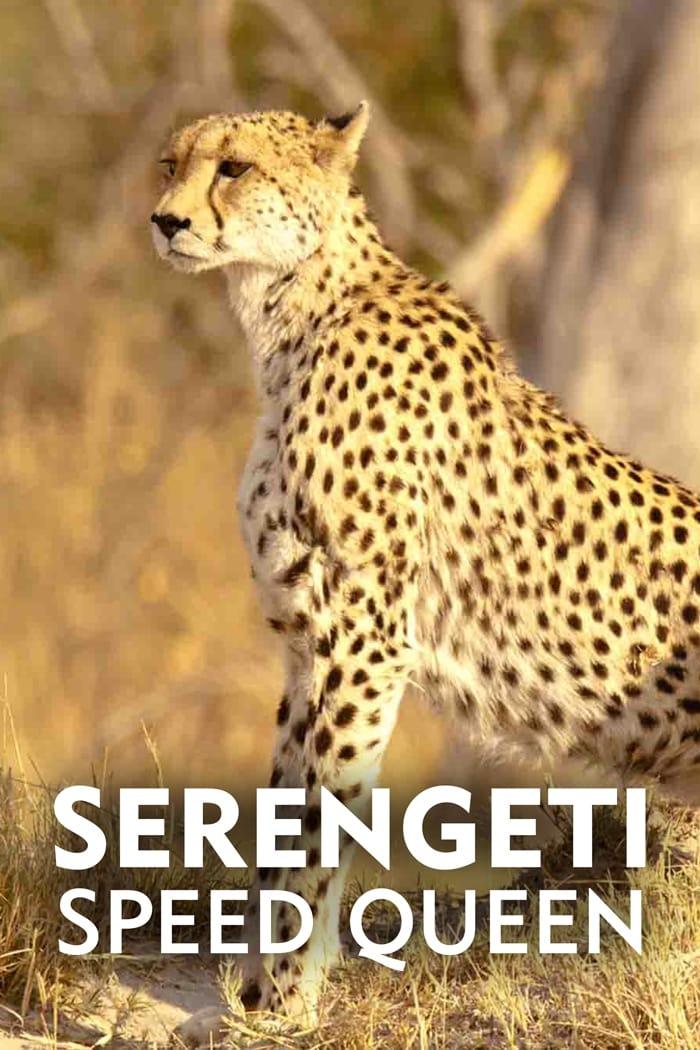 Serengeti Speed Queen poster