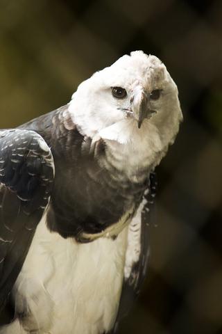 The Monkey-Eating Eagle of the Orinoco poster