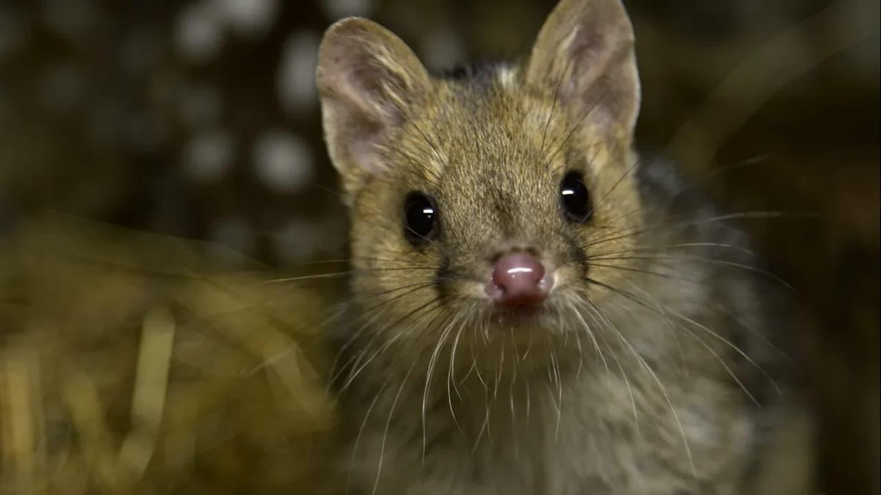 Quoll Farm backdrop