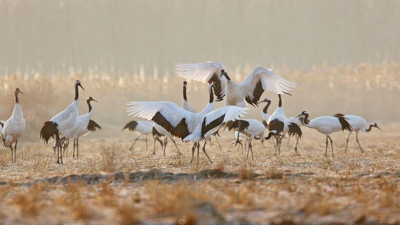 Rare Survivors China's Iconic Wildlife backdrop