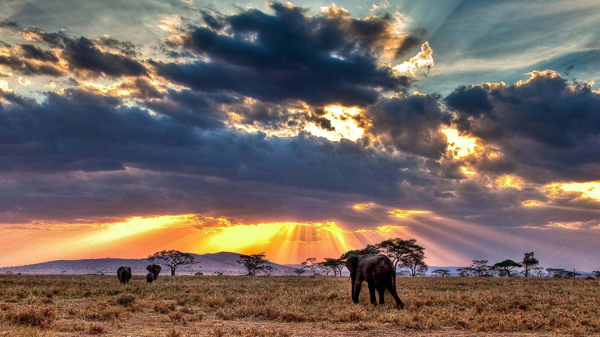 Nomads of the Serengeti backdrop