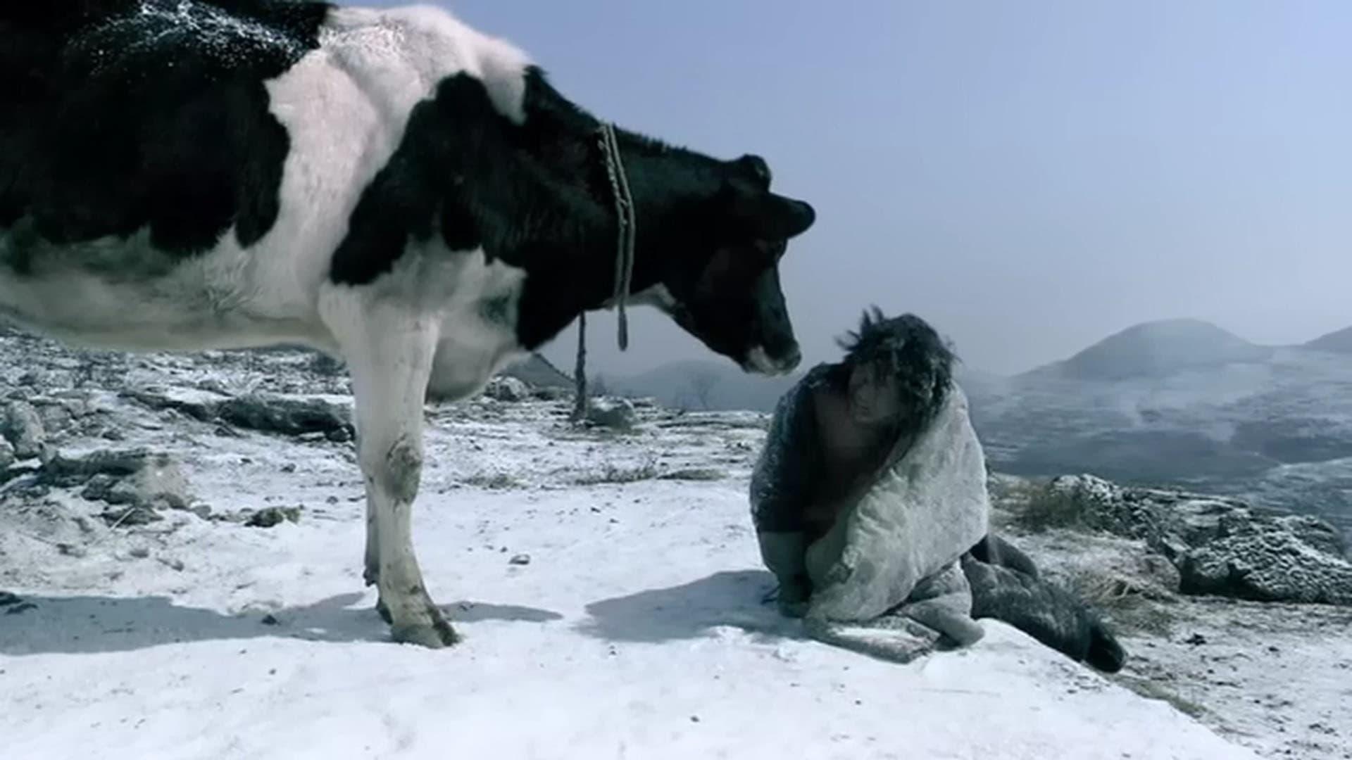 Cow backdrop