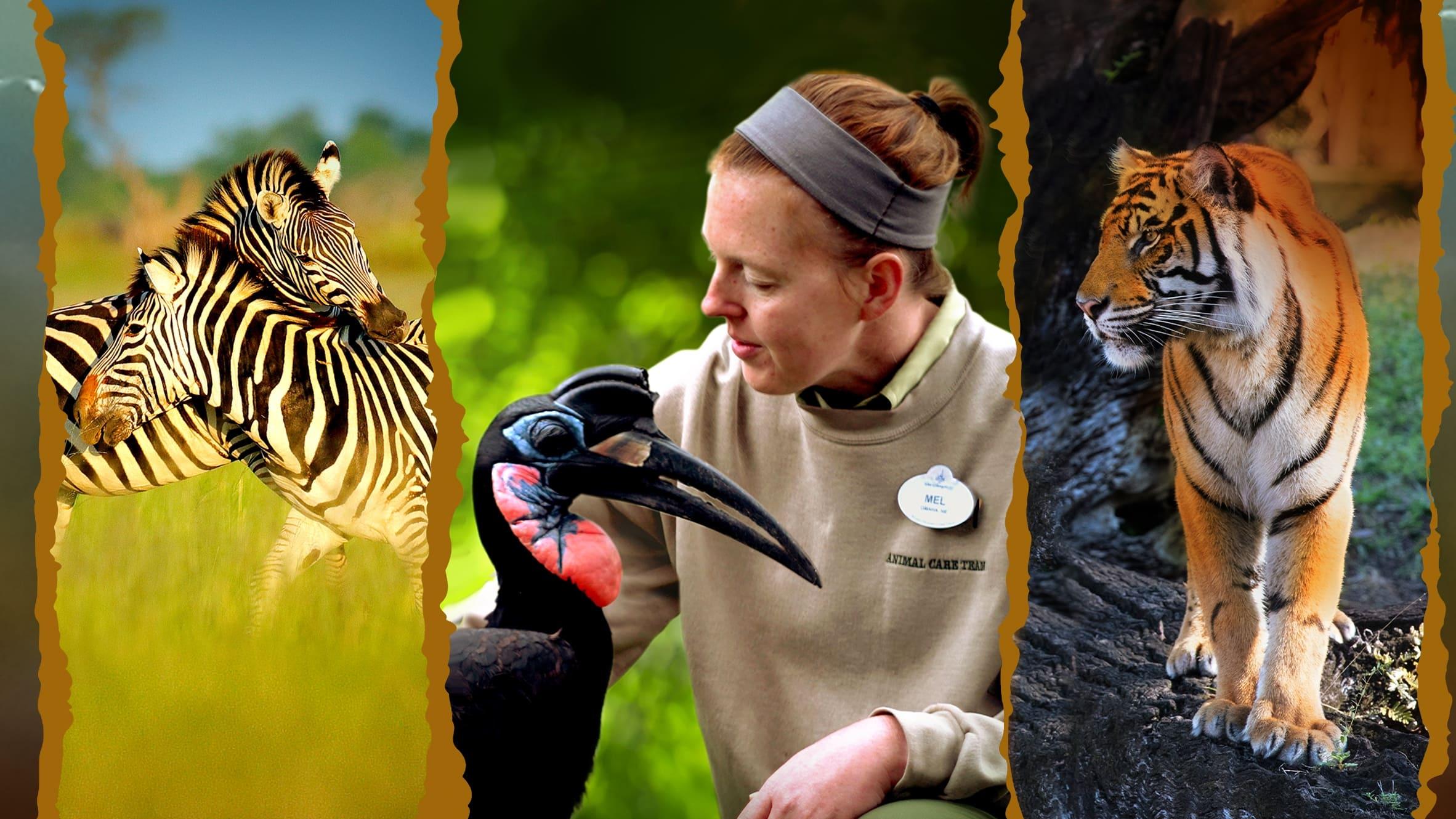 Magic of Disney's Animal Kingdom backdrop