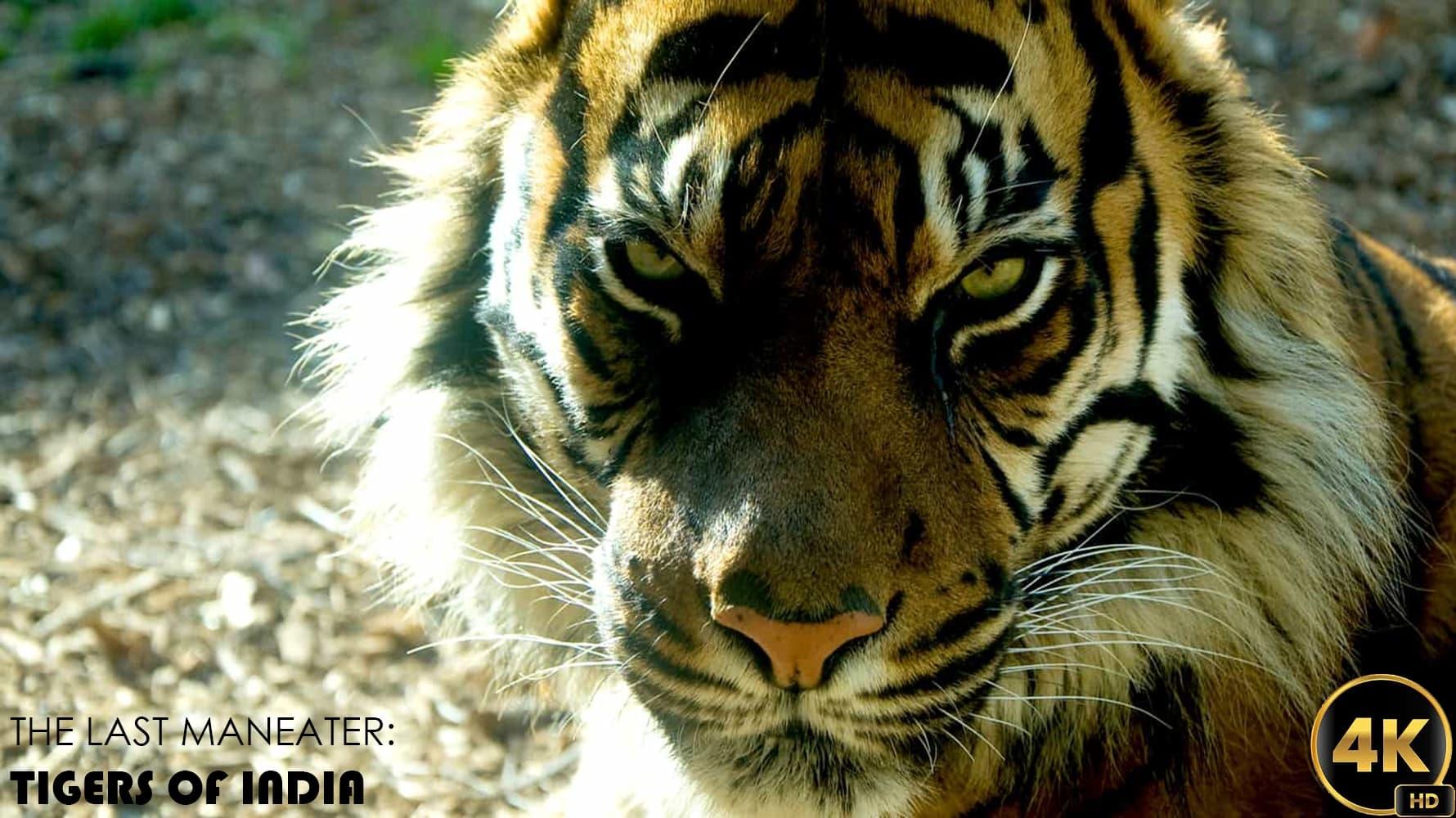 The Last Maneater: Killer Tigers of India backdrop