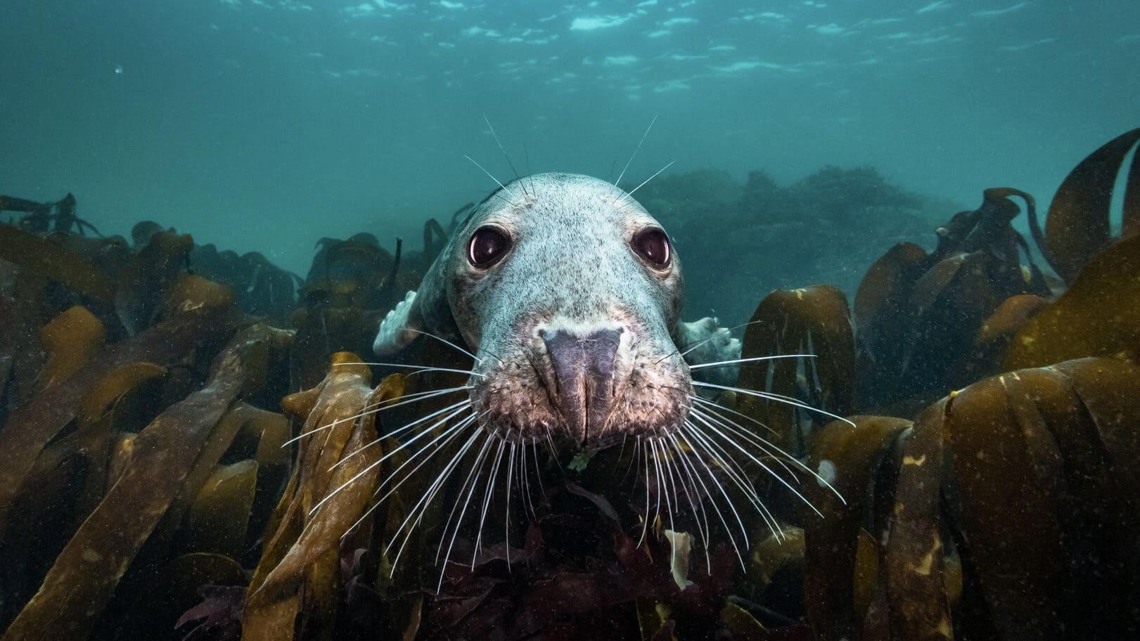 North Sea – Nature Untamed backdrop